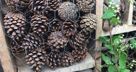 A Bug hotel: A wooden box filled with wood and pinecones, covered with mesh wiring